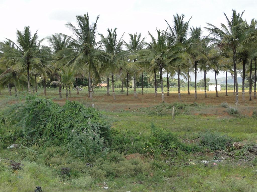 2011-09-08_11-15-18_kalpetta_006.JPG - en route pour Calicut