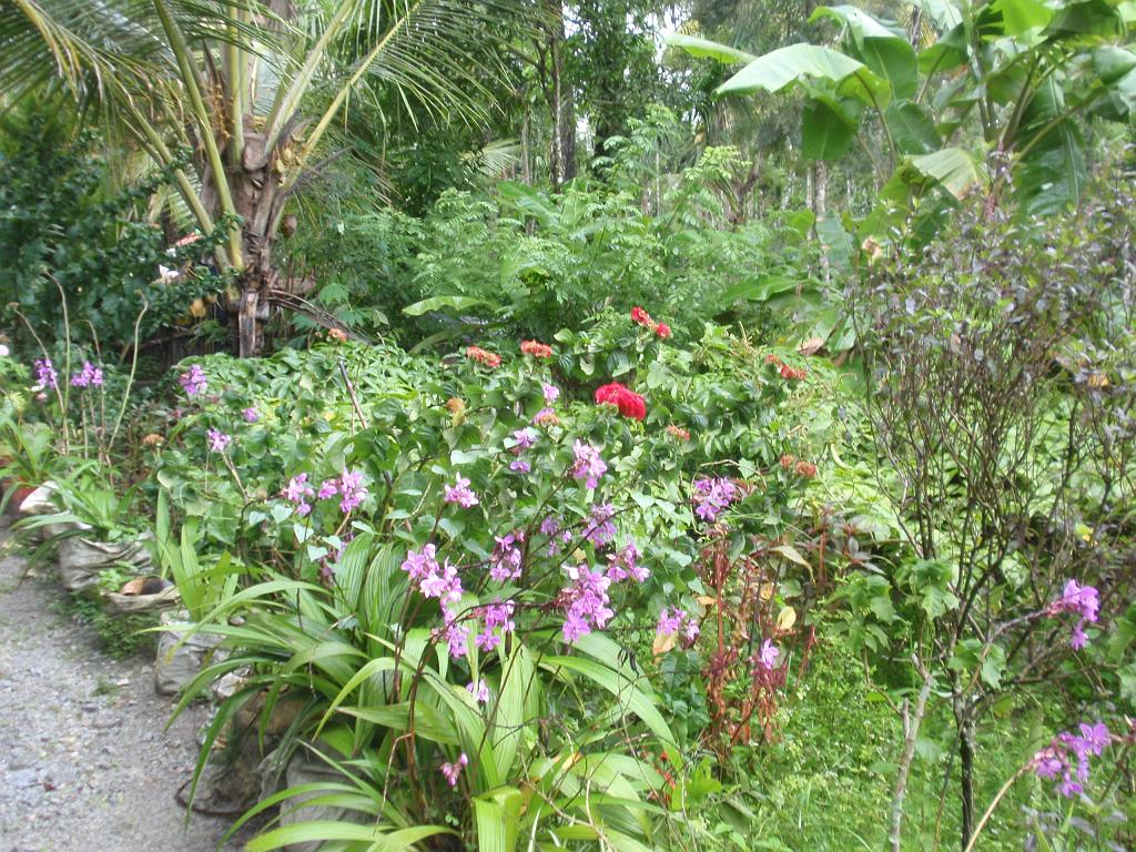 2011-09-08_17-05-15_kalpetta_015.JPG - joli jardin