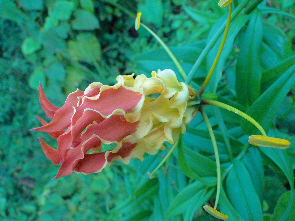 2011-09-08_17-51-26_kalpetta_042.JPG