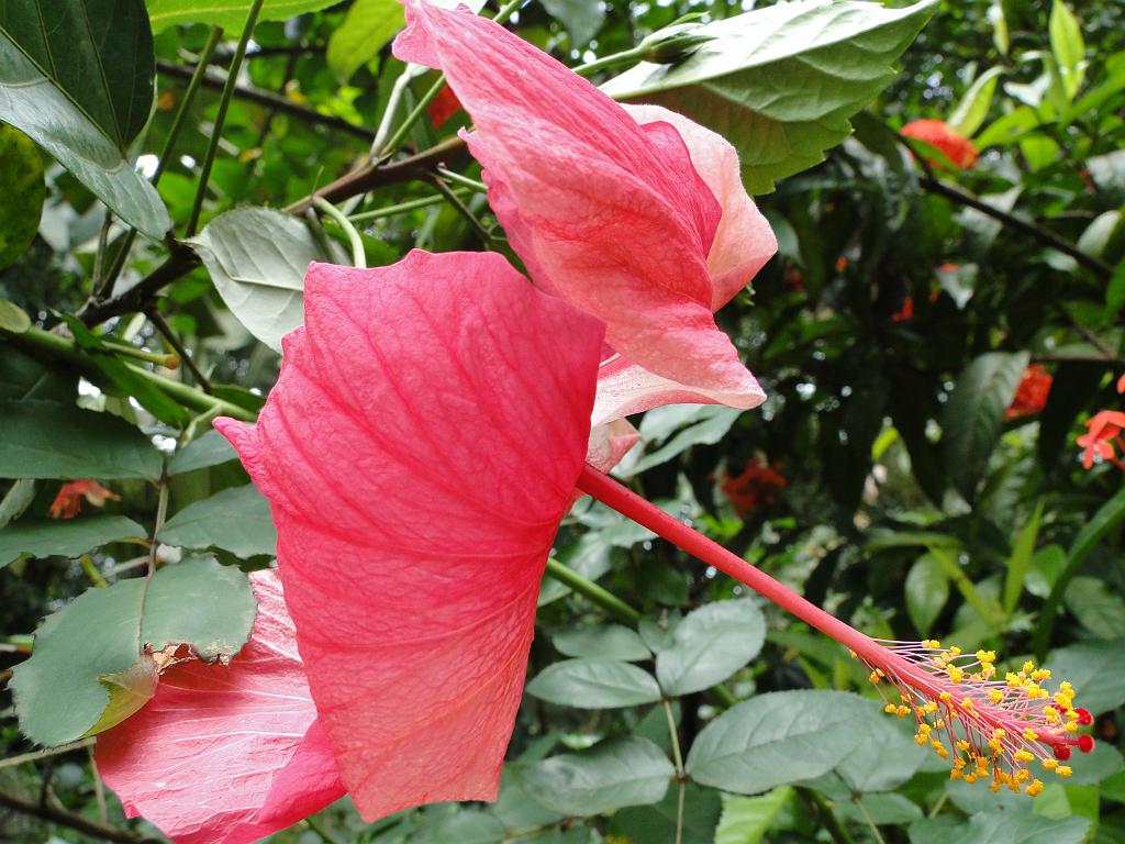 2011-09-09_12-35-39_kalpetta_077.JPG