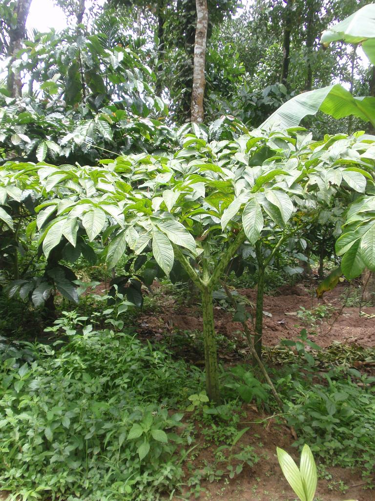 2011-09-09_12-38-06_kalpetta_078.JPG - Yam