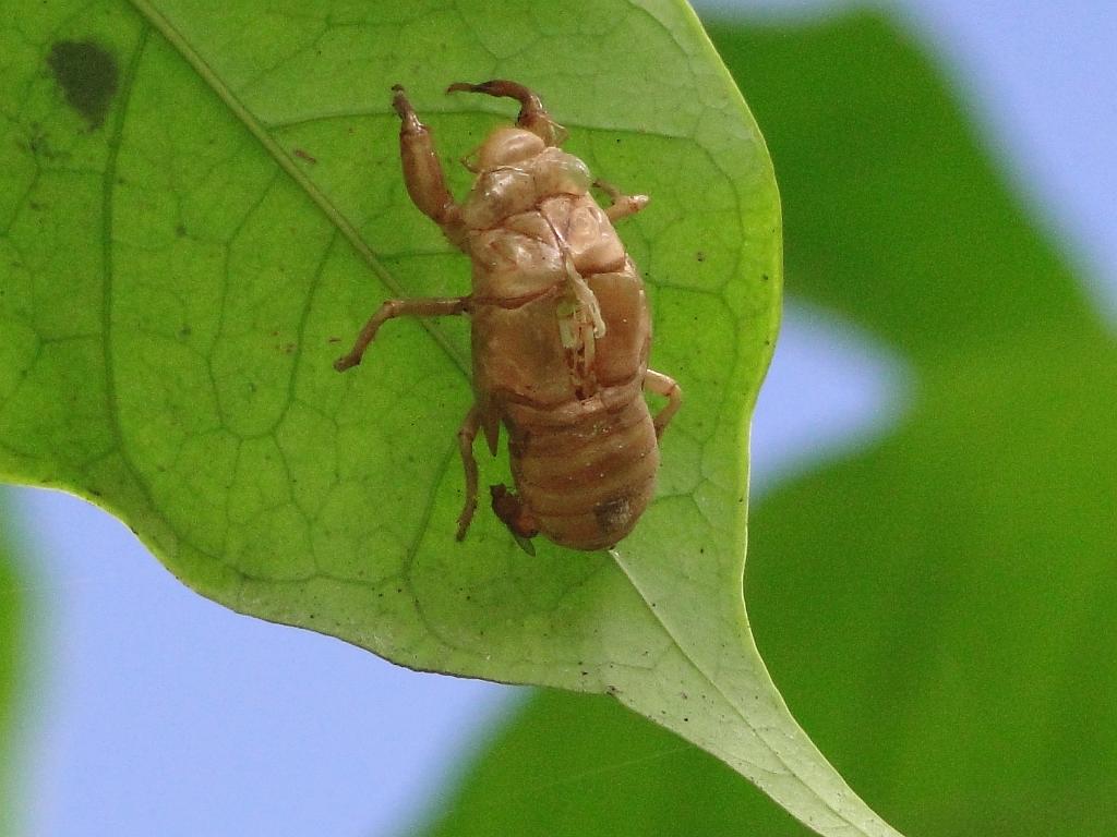 2011-09-09_12-38-38_kalpetta_079.JPG - une autre!