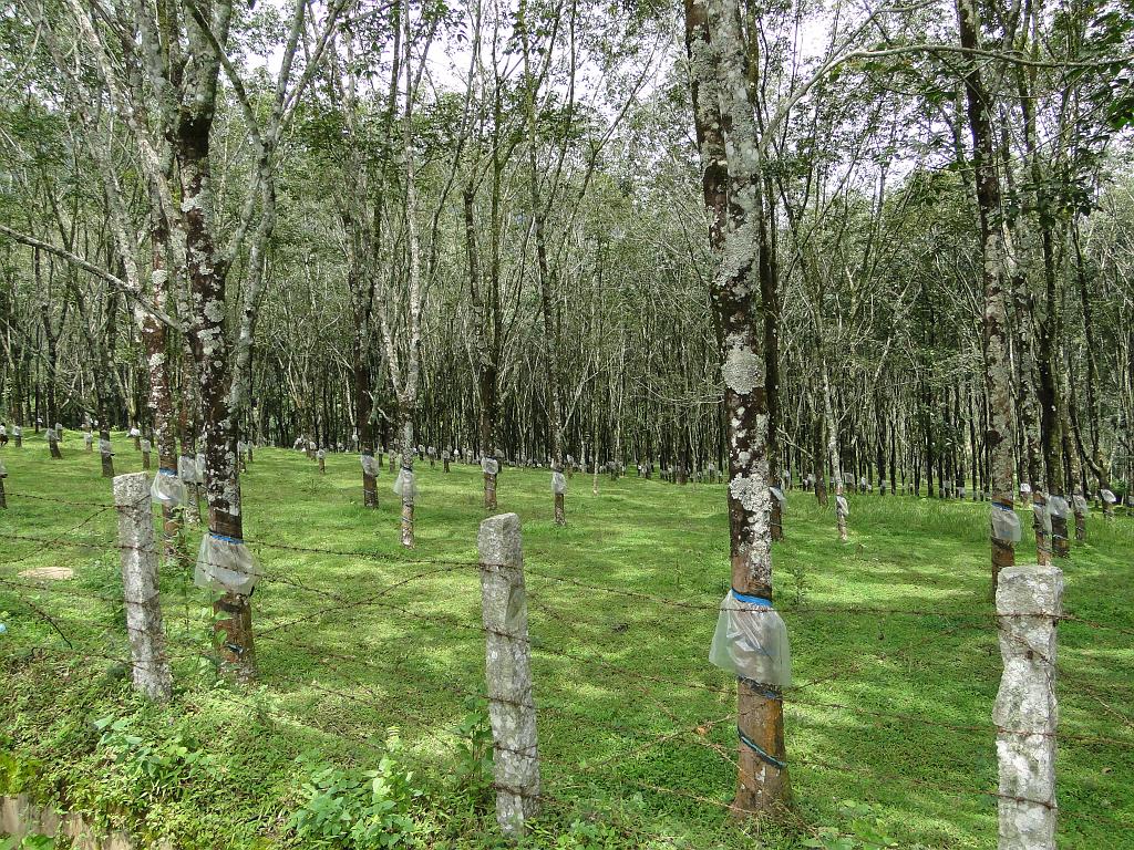 2011-09-10_11-13-30_kalpetta_193.JPG - Hévéas