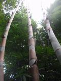 2011-09-08_17-46-25_kalpetta_041