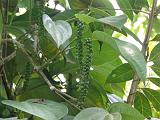 2011-09-09_12-15-19_kalpetta_071
