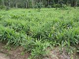 2011-09-09_12-22-14_kalpetta_072