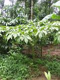 2011-09-09_12-38-06_kalpetta_078