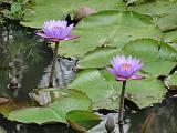 2011-09-09_12-43-24_kalpetta_083