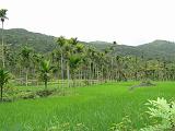 2011-09-09_12-57-15_kalpetta_089