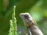 2011-09-10_09-06-38_kalpetta_177