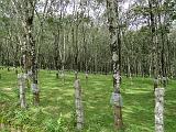 2011-09-10_11-13-30_kalpetta_193