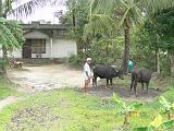 2011-09-10_11-54-27_kalpetta_215