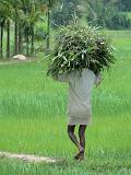 2011-09-10_12-21-47_kalpetta_224