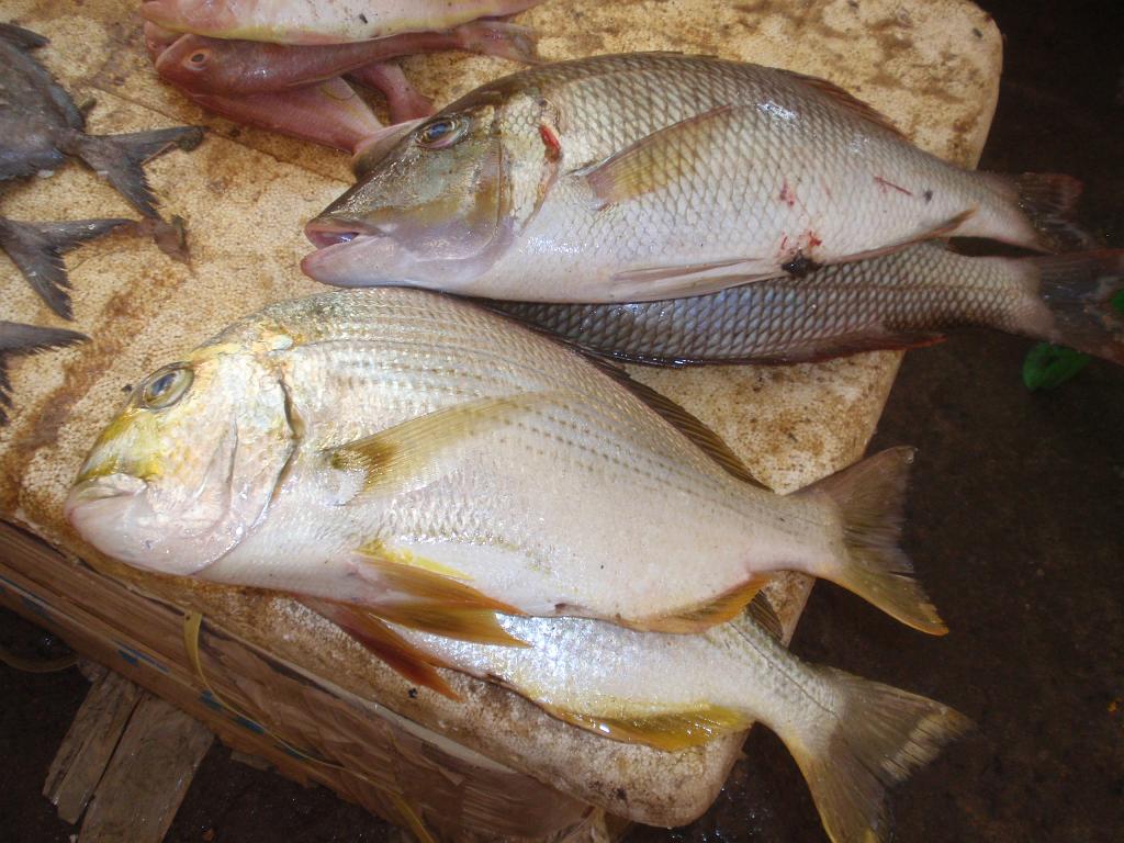 2011-09-22_11-52-37_pondichery_018.JPG - aux poissons